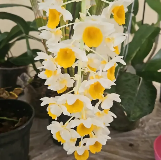 Cacho longo de orquídea de flores brancas com o miolo amarelo.