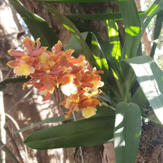 Cacho de flores laranja e amarelas numa orquídea presa no tronco, com sol entre as folhas.