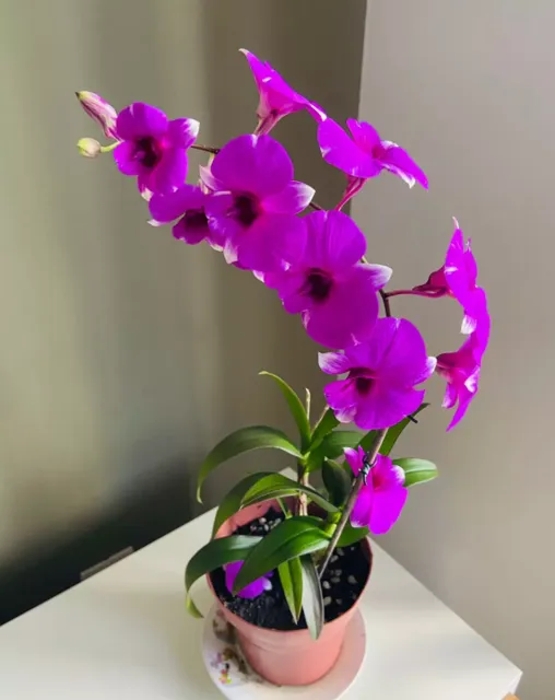 Orquídea de flores magenta num vaso rosa, perto da janela.