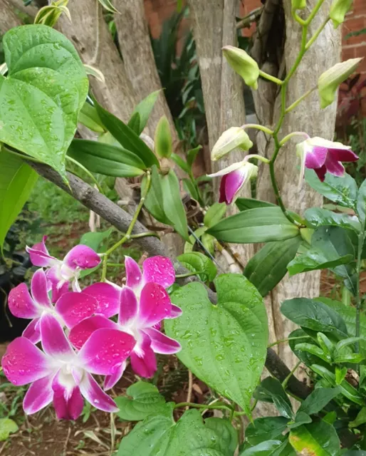 Orquídea rosa com bordas brancas presa numa árvore, com botões ainda fechados.