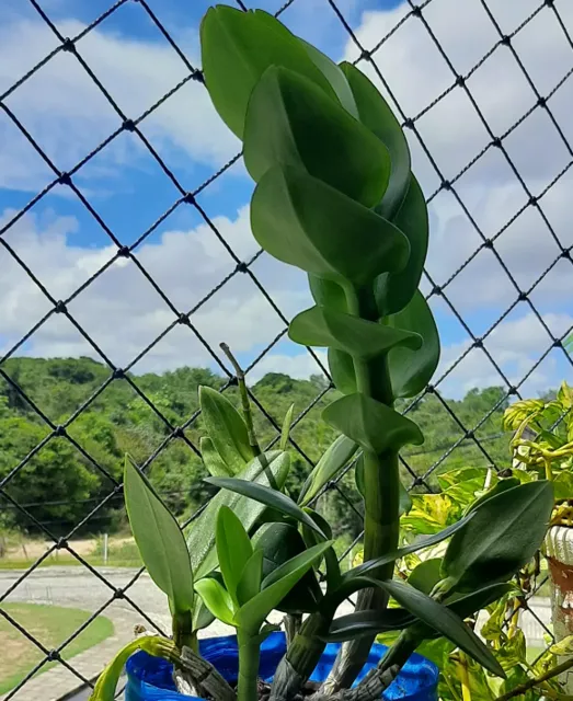 A mesma orquídea na varanda, num vaso azul, só com folhas e brotos.