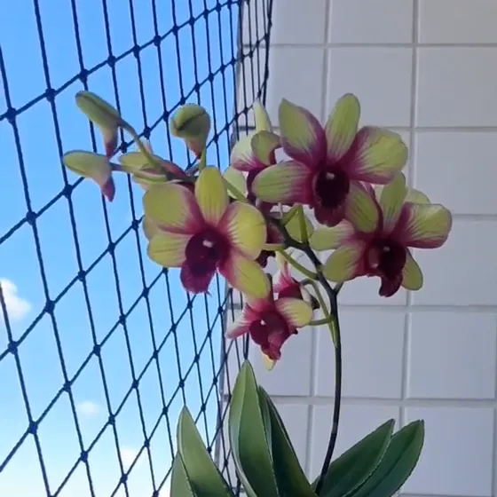 Flores verde-amareladas com o miolo vinho, na frente de uma parede de azulejo branco.